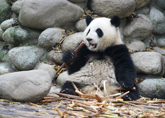 Giant panda eating bamboo shoot in the zoo