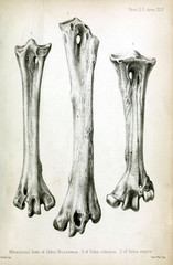 The bones of the skull of the animal.
