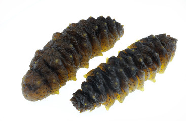 Fresh sea cucumber isolated on white background