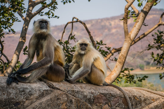 Indian Langoor, Ranthambhore National Park, Rajasthan, India