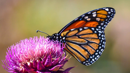 Monarch Buuterfly
