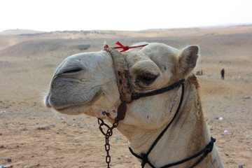  camel