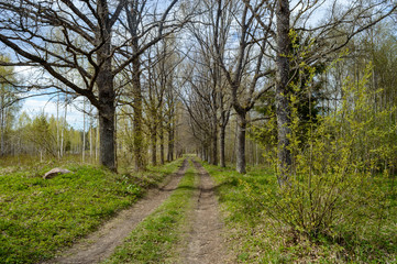 empty road in the countryside in summer. gravel surface