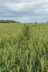 Summer Landscape with Wheat Field and Clouds