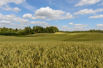 Summer Landscape with Wheat Field and Clouds