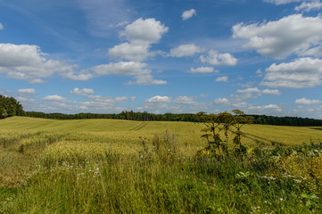 Obraz premium Summer Landscape with Wheat Field and Clouds