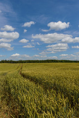 Summer Landscape with Wheat Field and Clouds