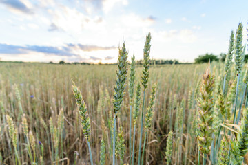 Summer Landscape with Wheat Field and Clouds