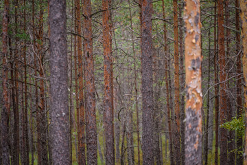 Fototapeta premium clear morning in the woods. spruce and pine tree forest with trunks in summer
