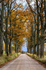 empty road in the countryside in autumn. gravel surface