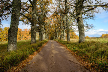 empty road in the countryside in autumn. gravel surface
