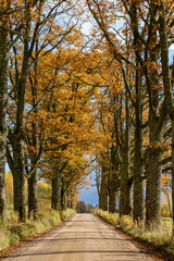 empty road in the countryside in autumn. gravel surface