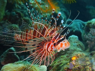 Fototapeta na wymiar Scorpionfish