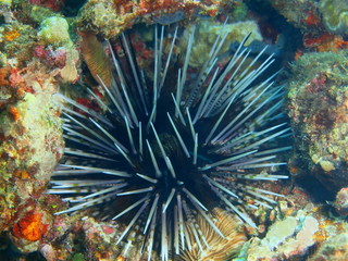Naklejka na ściany i meble Sea urchin