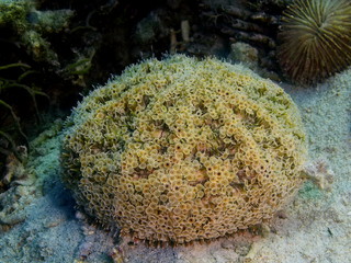 Sea urchin