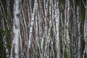 Fototapeta premium birch tree trunk texture