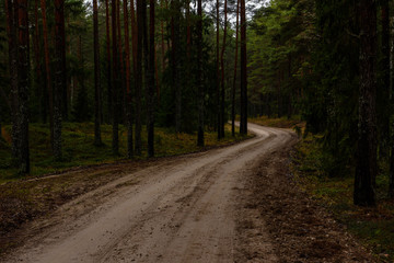 empty forest road in the countryside in autumn. gravel surface