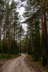 empty forest road in the countryside in autumn. gravel surface