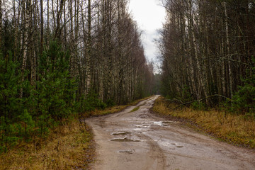 Obraz premium empty forest road in the countryside in autumn. gravel surface