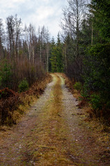 empty forest road in the countryside in autumn. gravel surface