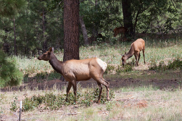 Elk