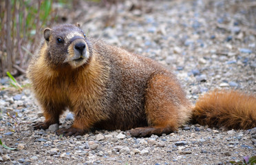 Colorado Marmot 