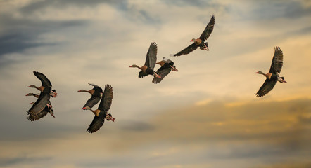 Flock of black bellied whistling ducks at sunset