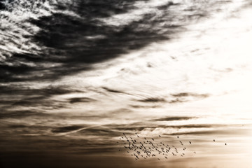 in the clear sky near  the sunset  flock of birds