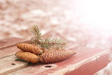 Cones on an old bench