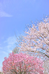 カラフルな日本の春