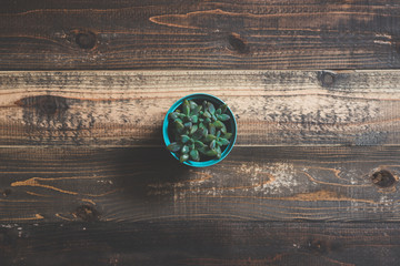 Obraz na płótnie Canvas 多肉植物とウッドテーブル