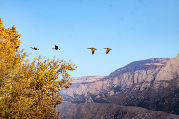 Fototapeta premium Fly north young geese