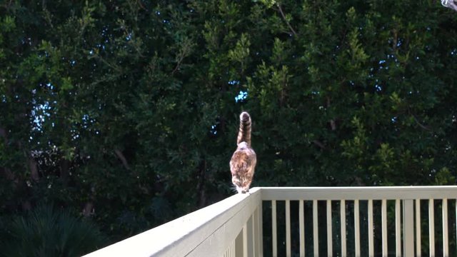 4K Bengal cat walking on balcony railing
