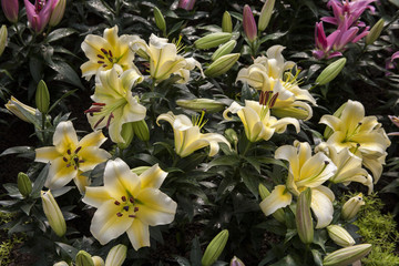 Obraz premium yellow lilies / Garden lilies , yellow
