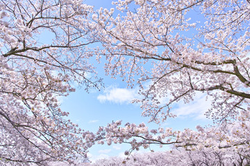 ふんわり感のある満開の桜の木