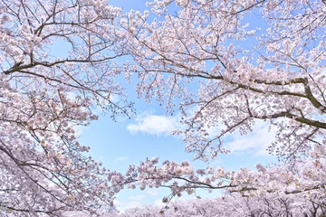 Crédence de cuisine en verre imprimé Fleur de cerisier ふんわり感のある満開の桜の木
