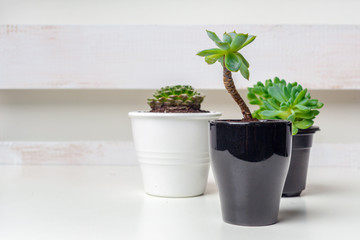 Small succulent plants in pots in home interior