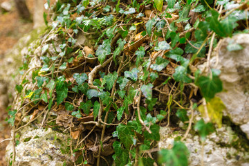 Forest rocks overgrown with plants