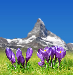 Spring landscape.Blooming purple crocus flowers on mountain meadow in the background mount...