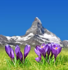 Crédence de cuisine en verre imprimé Cervin Spring landscape.Blooming purple crocus flowers on mountain meadow in the background mount Matterhorn. Pennine Alps,Switzerland.