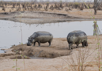 Flusspferd in der Savanne vom in Simbabwe, Südafrika 