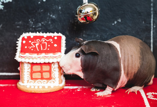 Skinny Guinea Pig And Gingerbread House