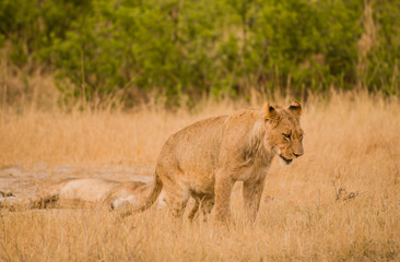 Löwinnen Gruppe in der Savanne vom in Simbabwe, Südafrika