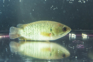 Anabas testudineus the climbing perch is a species of fish in the family Anabantidae the climbing gouramis. It is native to Asia where it occurs from India east to China and to the Wallace Line