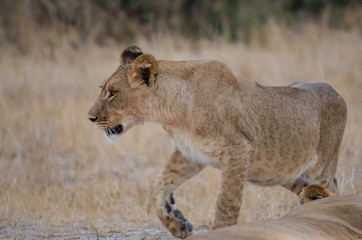 Löwinnen Gruppe in der Savanne vom in Simbabwe, Südafrika