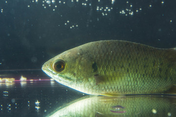 Anabas testudineus the climbing perch is a species of fish in the family Anabantidae the climbing gouramis. It is native to Asia where it occurs from India east to China and to the Wallace Line