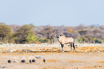 Naklejka na ściany i meble Oryx standing in the colorful landscape of the majestic Etosha National Park, best travel destination in Namibia, Africa.