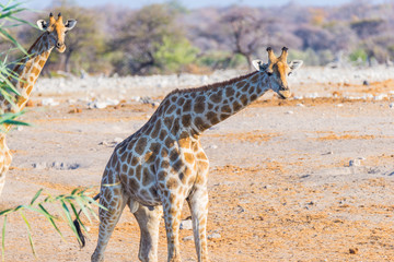 Naklejka na ściany i meble Giraffe walking in the bush on the desert pan. Wildlife Safari in the Etosha National Park, the main travel destination in Namibia, Africa. Profile view.