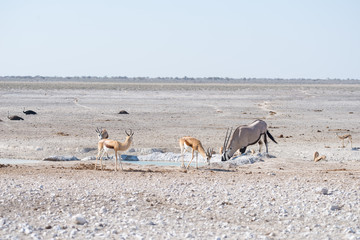 Fototapeta na wymiar Oryx standing in the african savannah, the majestic Etosha National Park, best travel destination in Namibia, Africa.