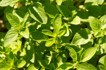 Oregano green herb background